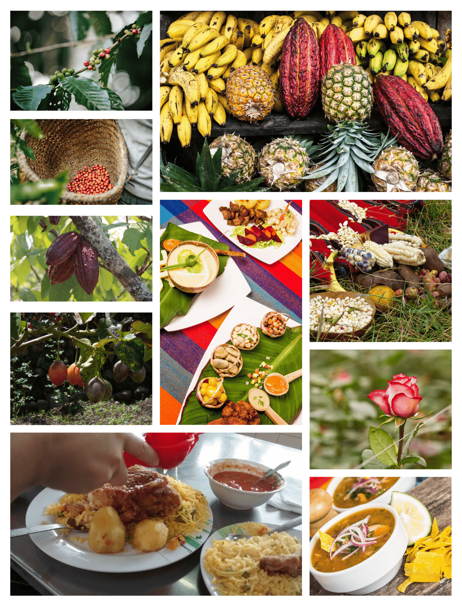 Diversidad Agricola de Ecudor