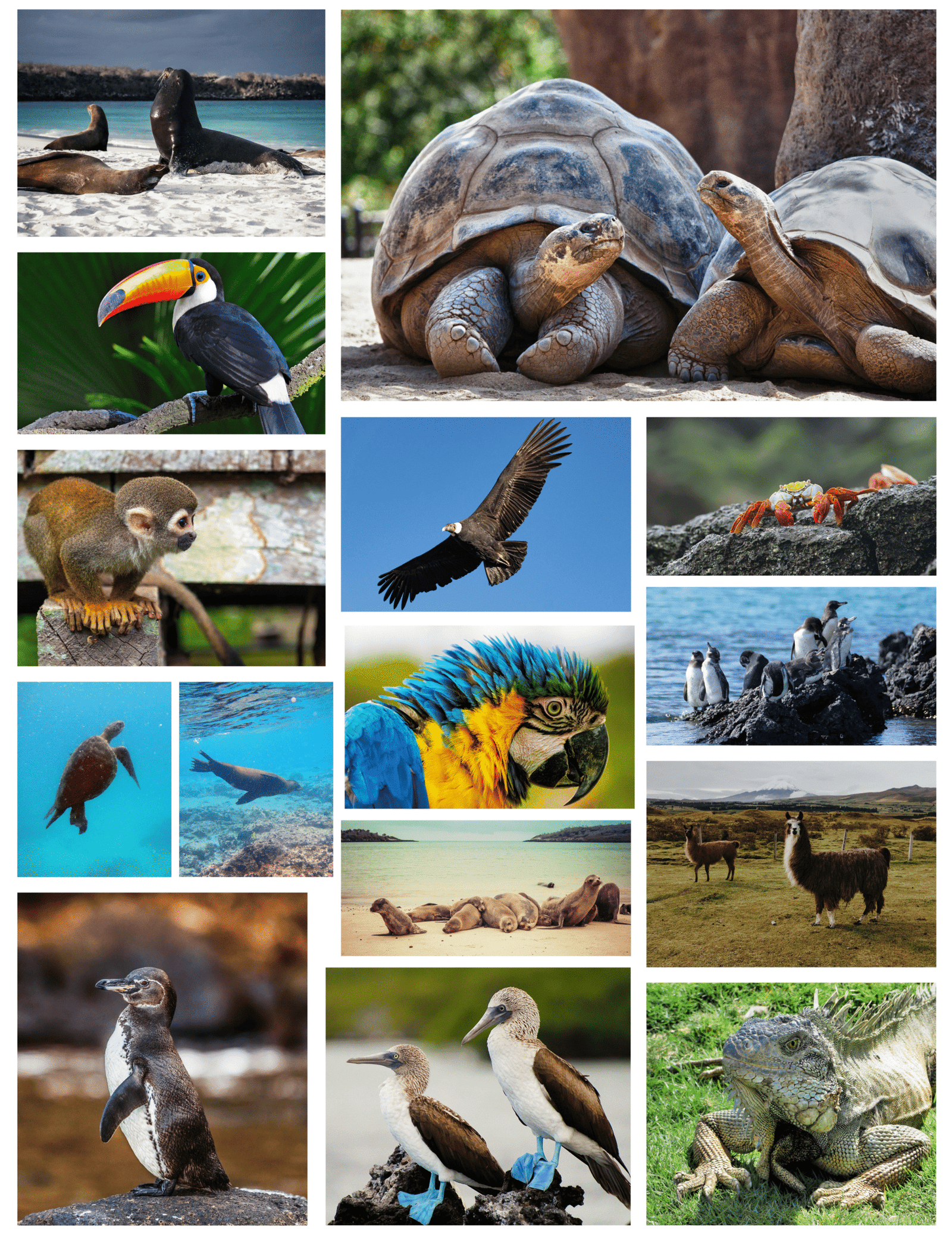 Diversidad Ecologica de Ecudor